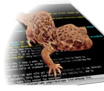 HTML leezard